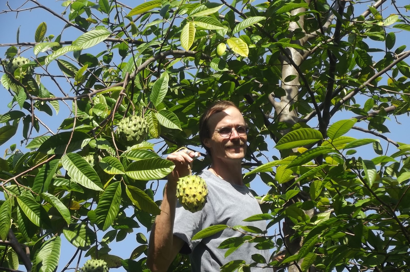 Thede Connection HAITI Amazon Custard Apple. Post by Cory