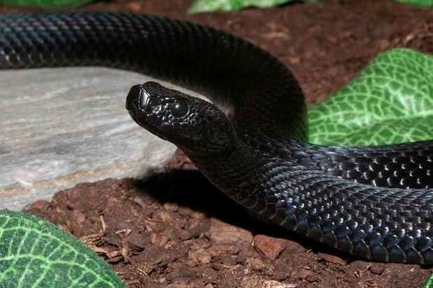 صور حيوانات Melanistic-black-rat-snake
