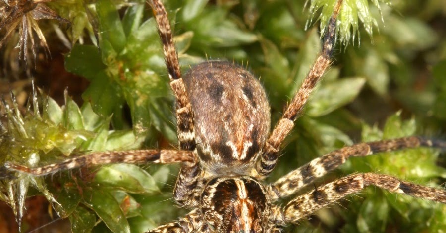 Species New to Science [Arachnida • 2020] Fortyseven New Species of