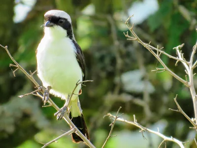 Grey-backed Fiscal in Uganda