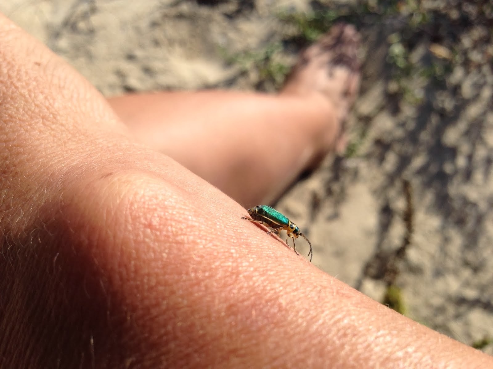 beetle study 2*, half moon bay