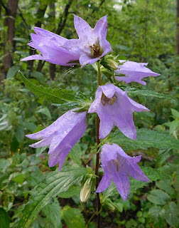 Dzwonek kropkowany (Campanula punctata Lem.).