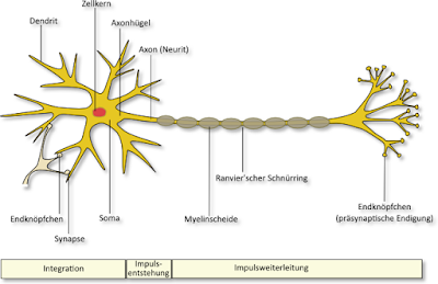 natasa.m.sajlovic: Die Neuroanatomie-Die Nervenzelle (Teil 1)