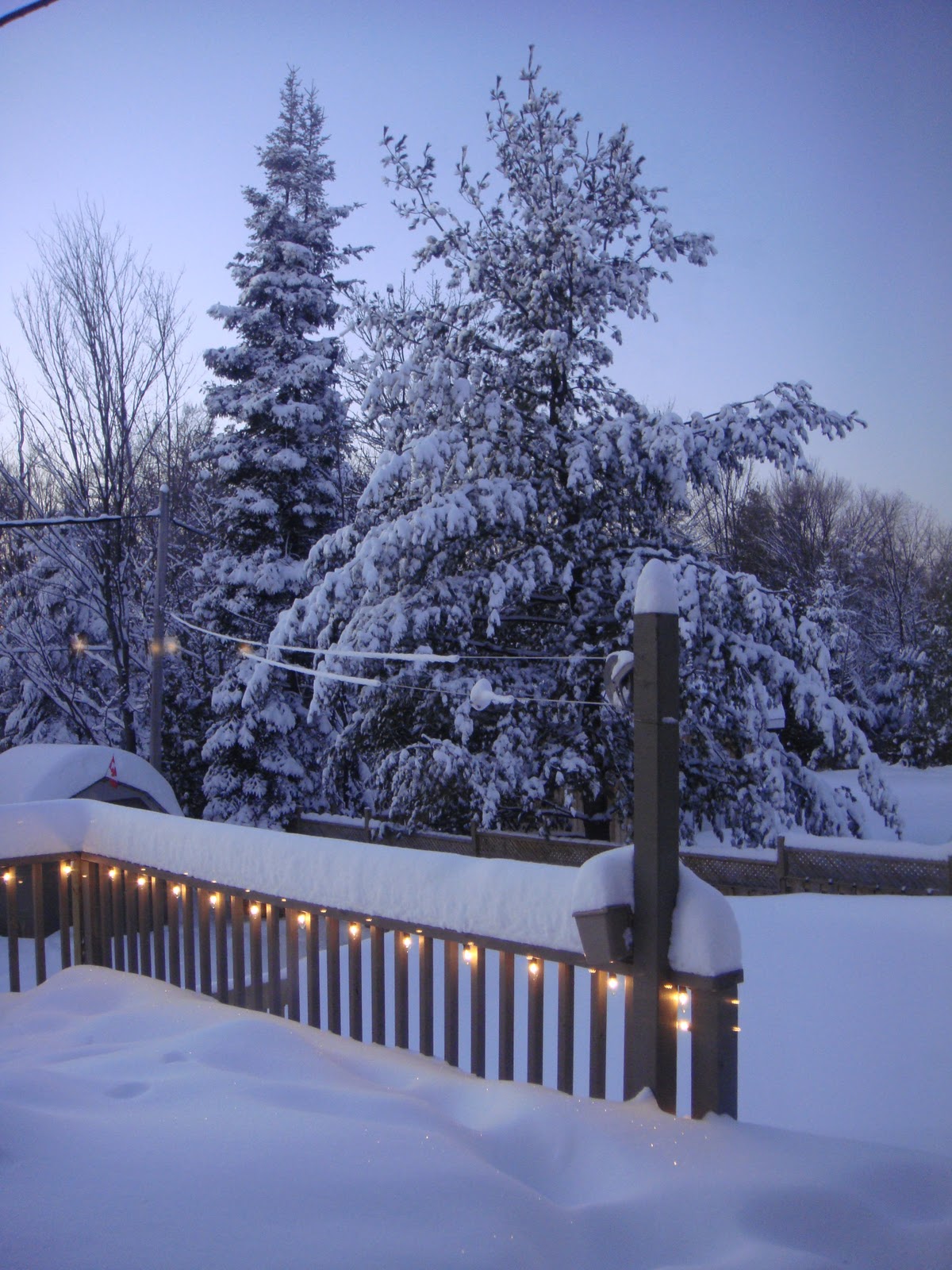 Tuscan Buns: DREAMING OF A WHITE CHRISTMAS