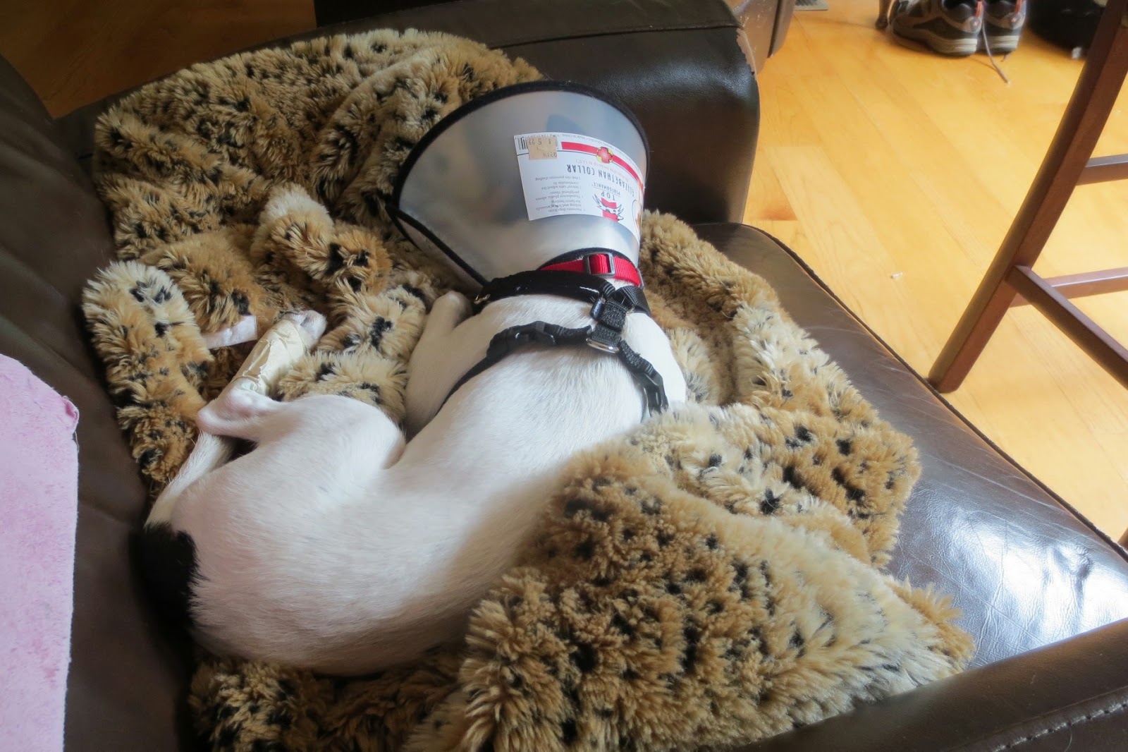 my doG blog Cony Cone Head