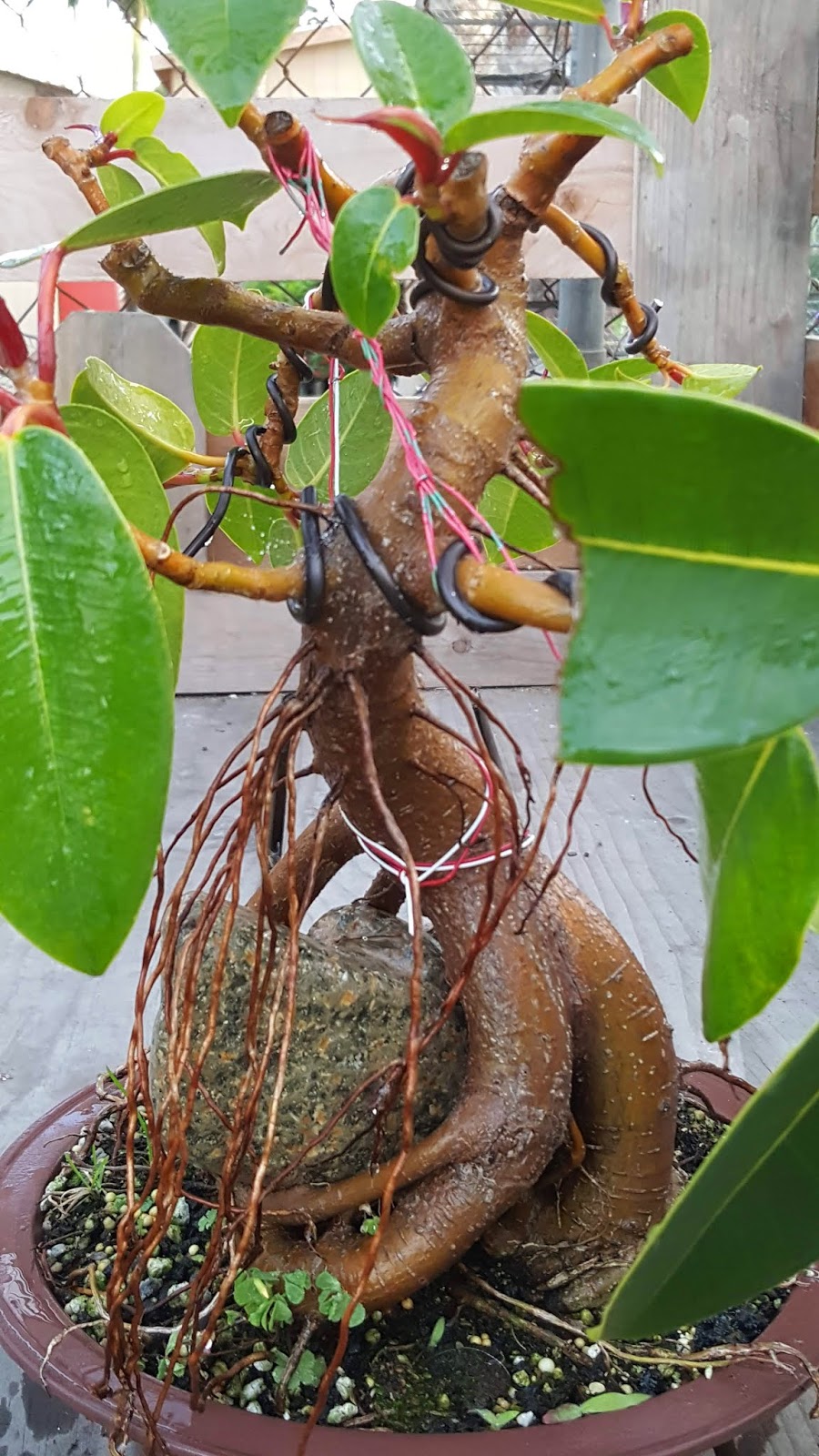 Bonsaimisadventures Aerial roots when you live in a desert.