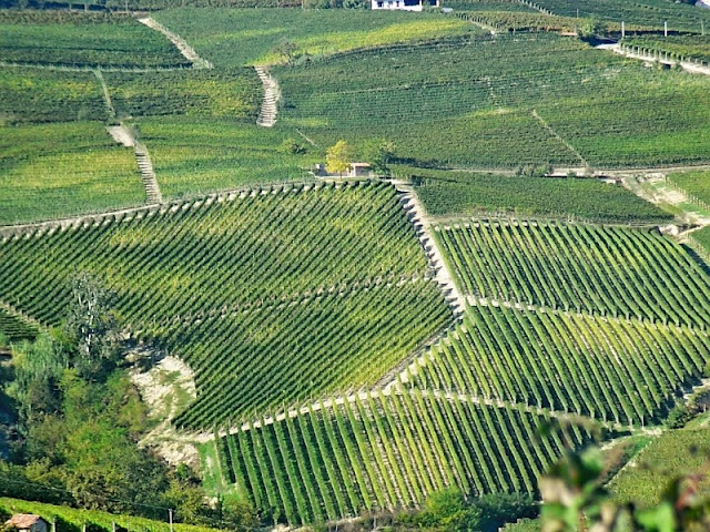 Vineyards of Piedmont
