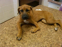 9/15/11 Sina At Vet's Office. This is from Carpathia Paws Rescue