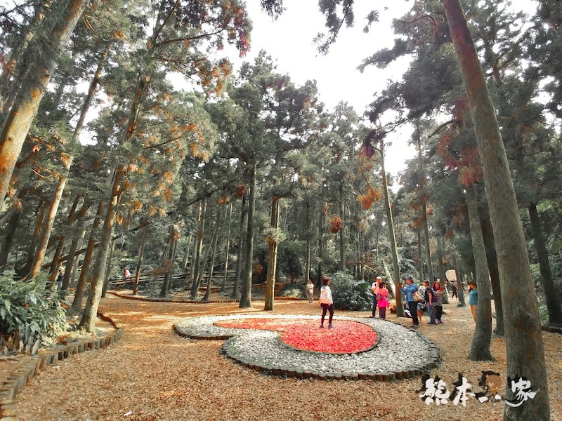 竹子湖黑森林(小溪頭)|陽明山婚紗熱門拍攝景點|仿如童話森林場景 竹子湖黑森林(小溪頭)|陽明山婚紗熱門拍攝景點|仿如童話森林場景