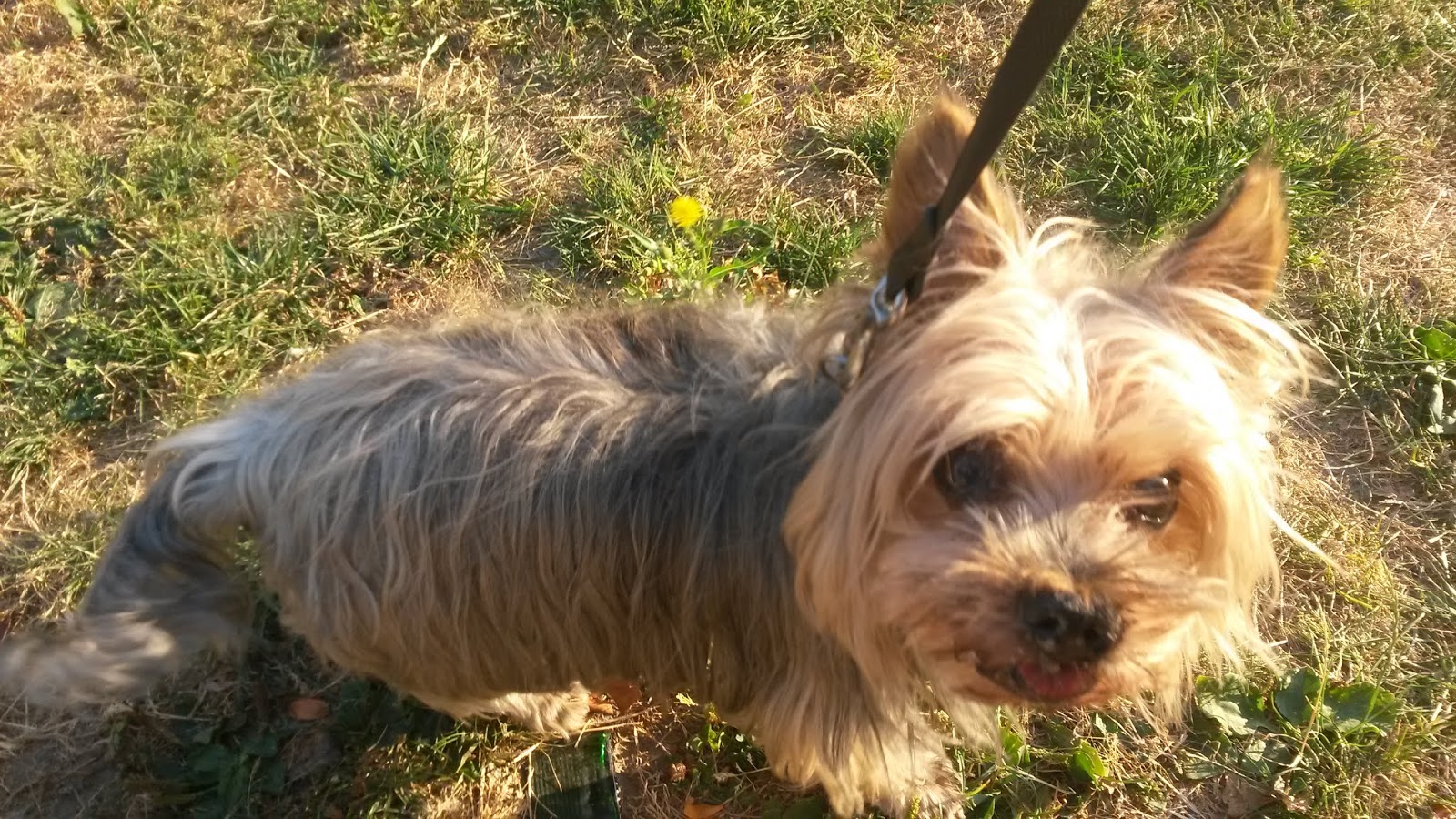 Bienenbienchens Un Perfektes Dinner November 2018