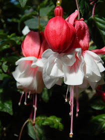 Red and White Windchimes fuchsia blooms 2016 Allan Gardens Conservatory Spring Flower Show by garden muses-not another Toronto gardening blog