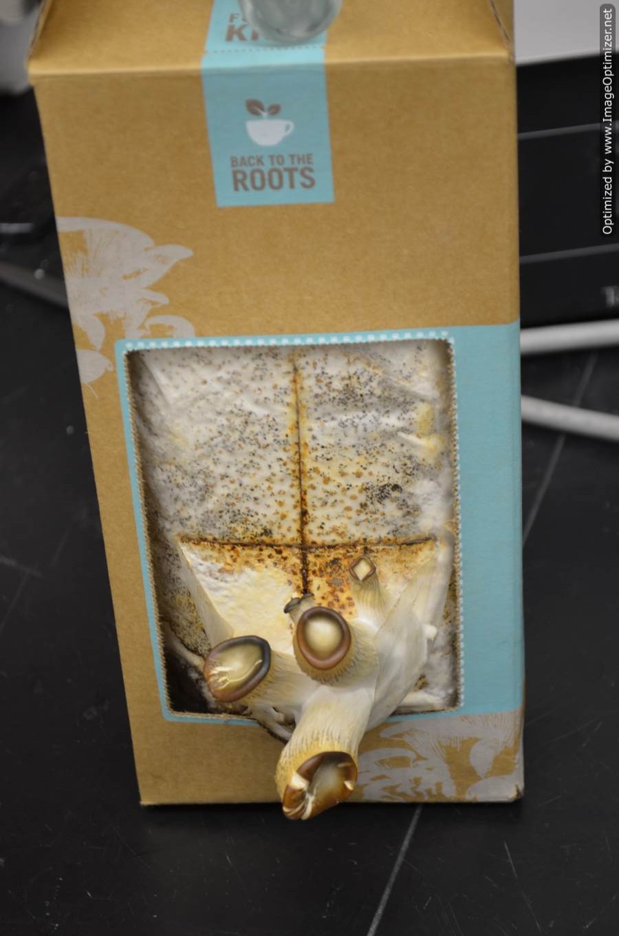 Practical Biology science for everyone How to Grow Mushrooms in the