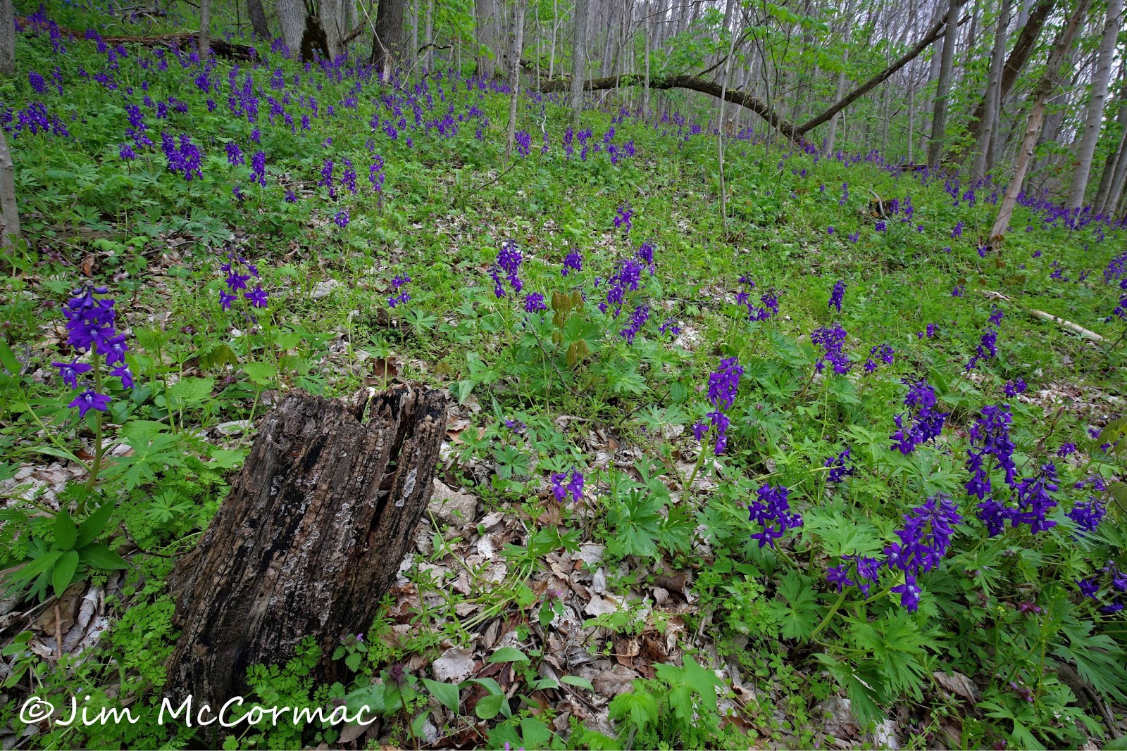 Ohio Birds and Biodiversity: Flowers burst forth!
