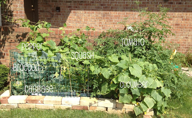 garden with pepper, squash, tomato, broccoli, cabbage