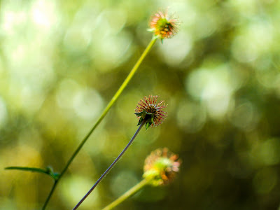 Geum urbanum