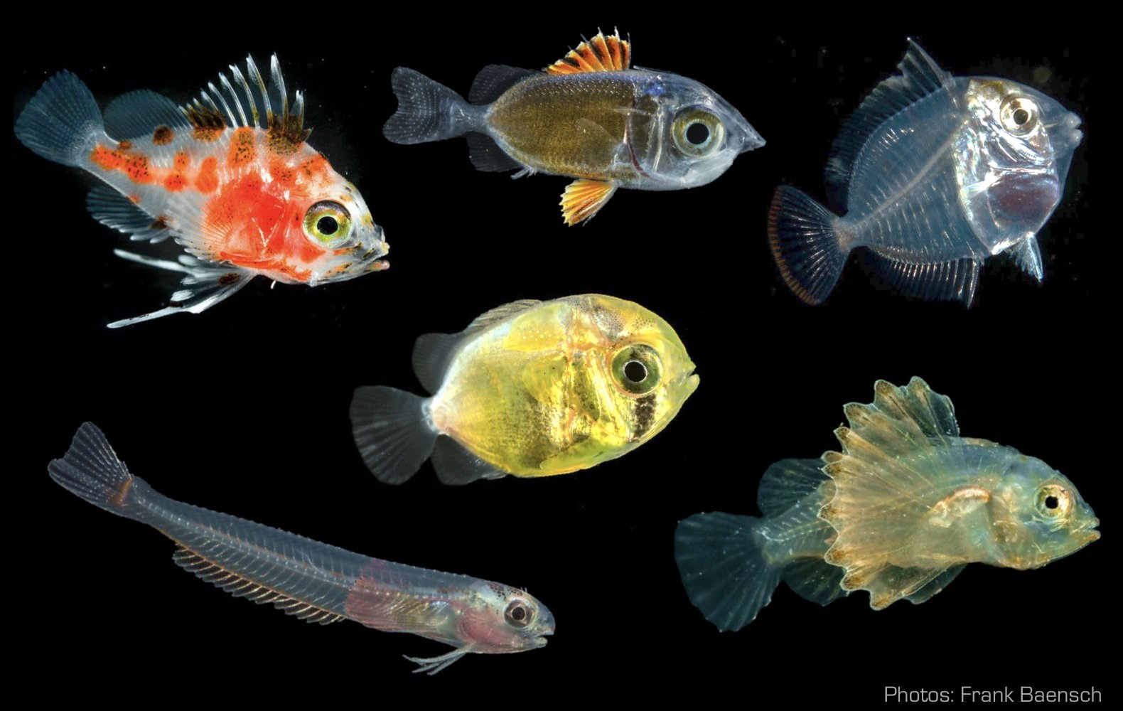 Разные рыбы. Мелкая рыба. Сельдеобразные сельдь. Терпуг зубатый. Рыбы адриатики.