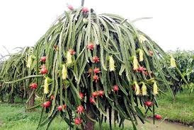 лианоподобный кактус