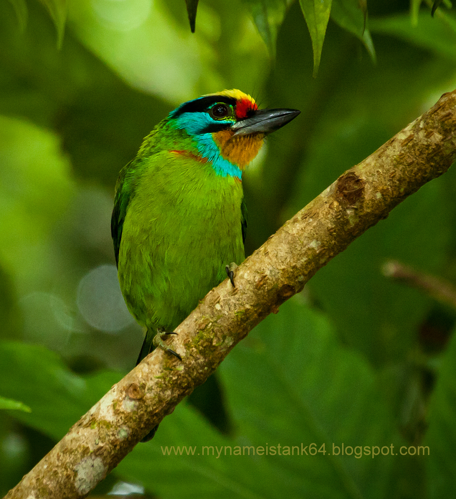 Birds of Malaysia mynameistank64 Blackbrowed Barbet or Müller's