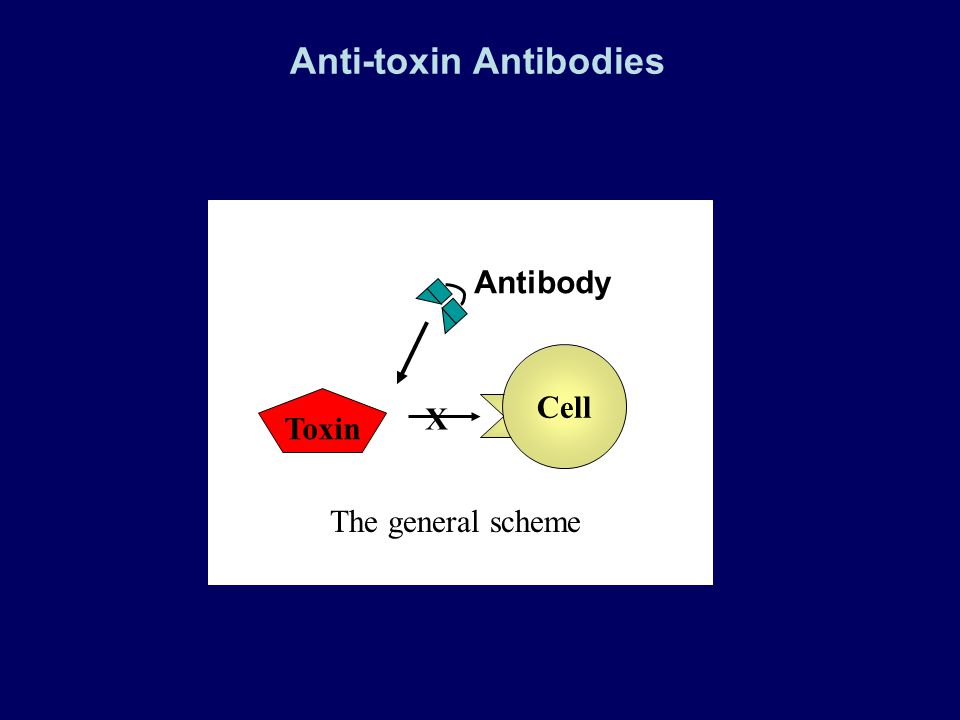 Senior Biology Antibodies