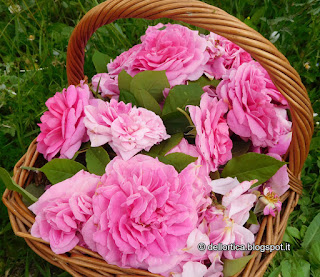 rose del giardino della fattoria didattica dell ortica a Savigno Valsamoggia Bologna vicino Zocca