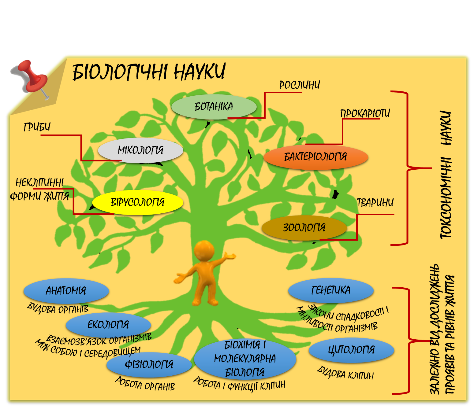 Какие биологические науки существуют. Биологические дисциплины. Дерево биологических наук. Дерево биологических дисциплин. Комплекс биологических наук.