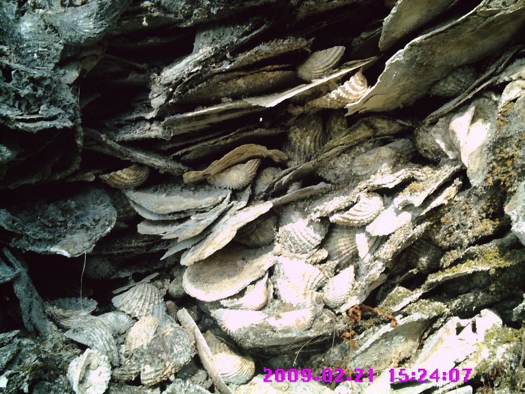 Bukit Kerang Bintan Sampah Dapur Prasejarah Yang Awalnya Dikira Tumpukan Sampah Biasa Bukit Kerang Bintan Sampah Dapur Prasejarah Yang Awalnya Dikira Tumpukan Sampah Biasa