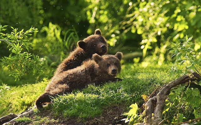 young brown bears photo