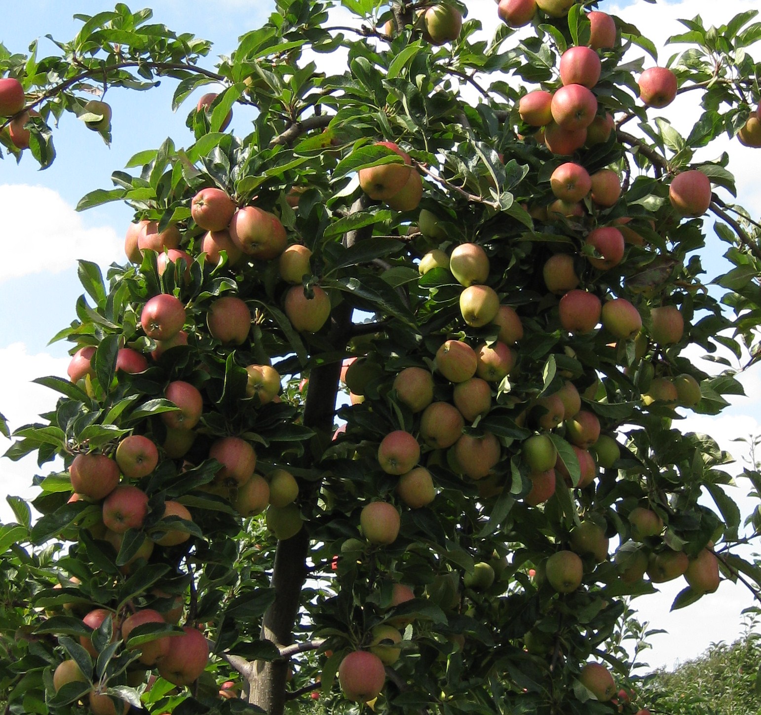 Яблоки сербия