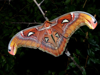 Attacus lemairei male Attacus lemairei male