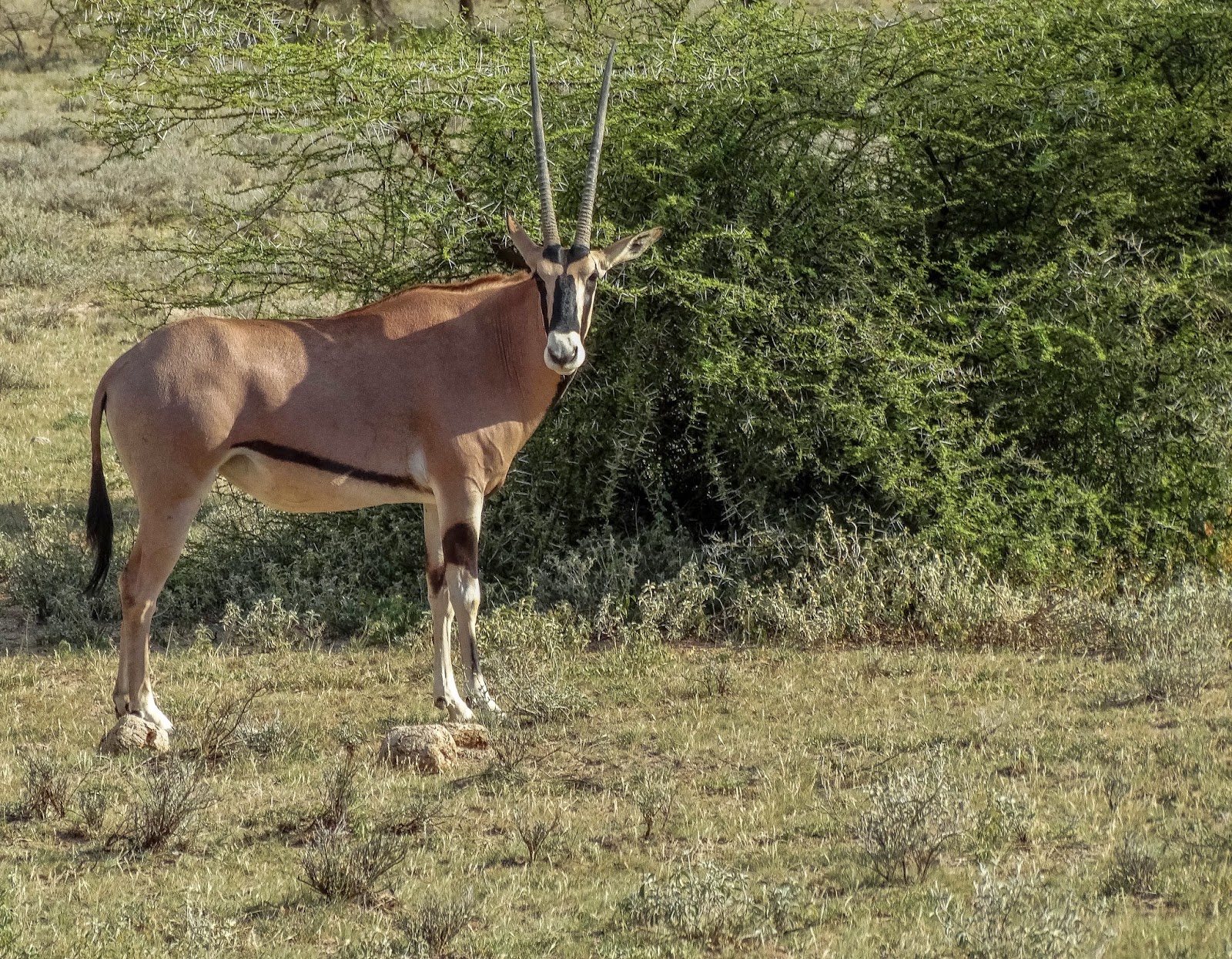 Beisa Oryx 