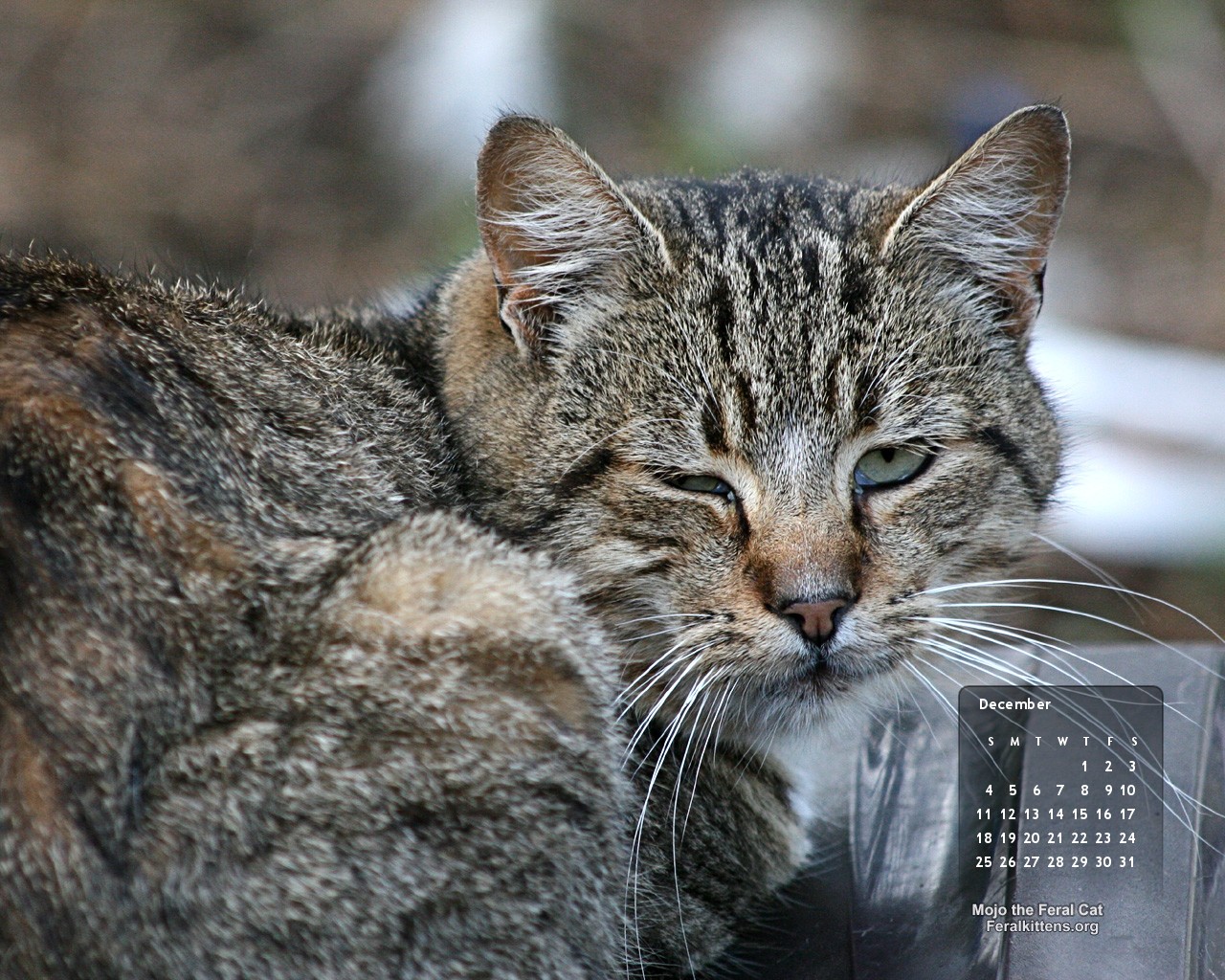 December Cat Wallpaper Mojo The Feral Life Cat Blog December Cat Wallpaper Mojo The Feral Life Cat Blog
