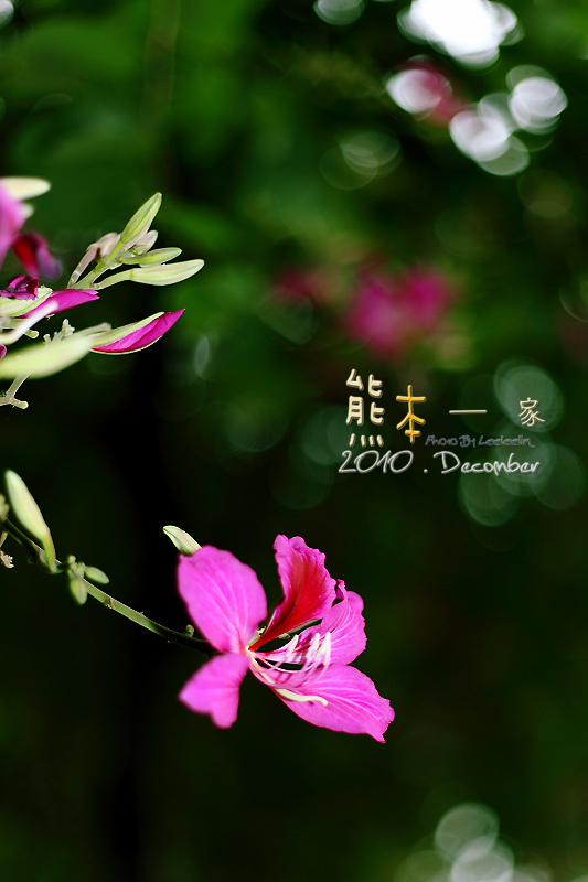 三峽北大學府路。艷紫荊櫻花步道~特區最美的人行道