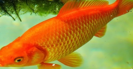 39 Gambar Mimpi Melihat Ikan Koi Besar Banyak Ikan Center 39 Gambar Mimpi Melihat Ikan Koi Besar Banyak Ikan Center