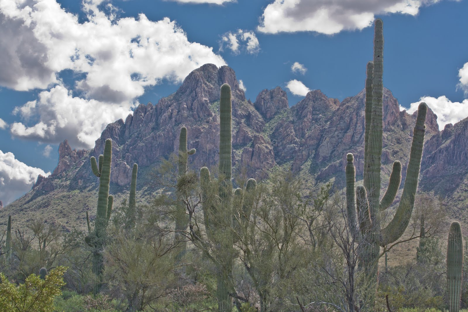 Wintering in Arizona