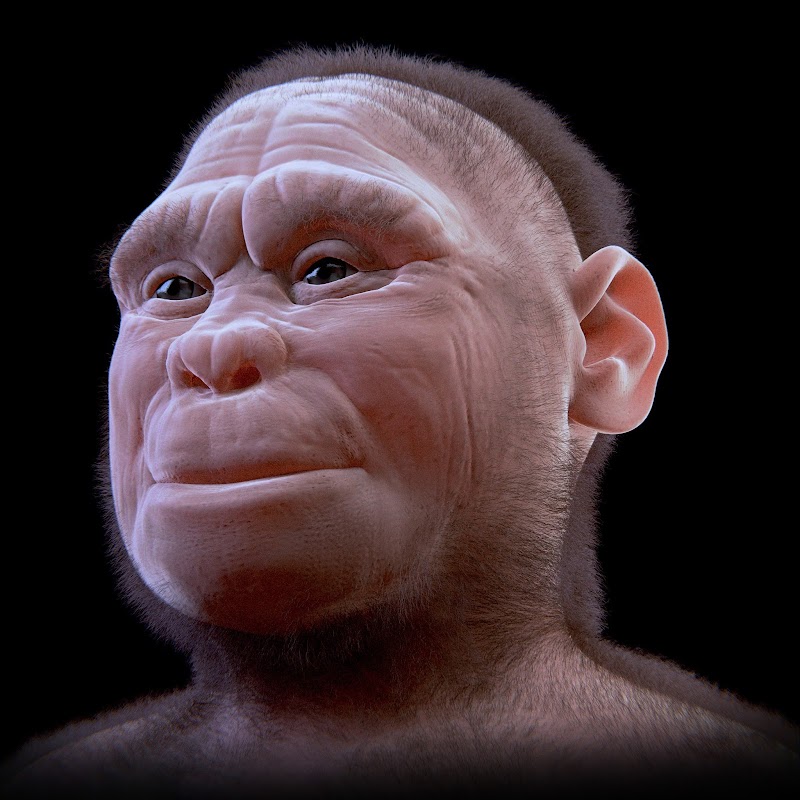 18+ Homo Floresiensis, Konsep Terkini!