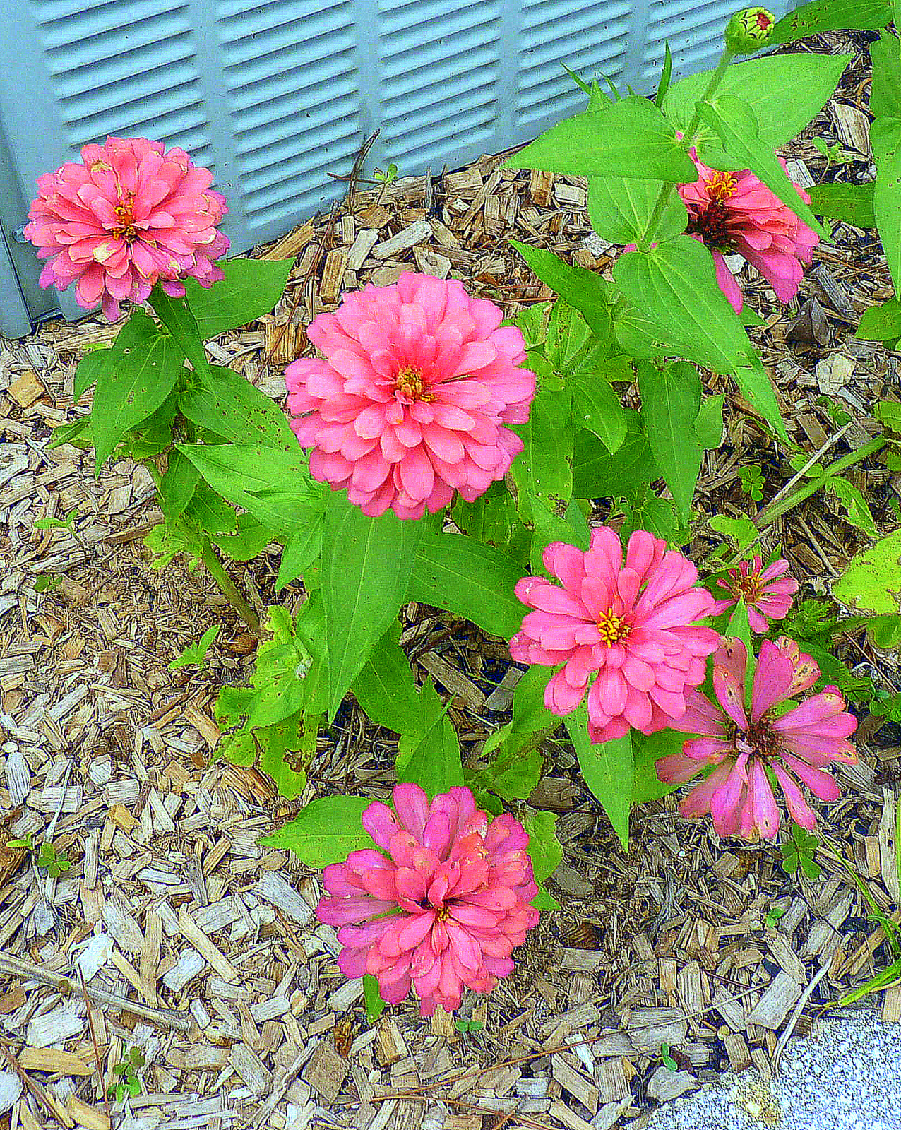 Seeds for Beginners Zinnias Birds and Blooms