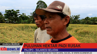 VIDEO: Akibat Cuaca Buruk, Puluhan Hektar Padi Rusak di Palopo