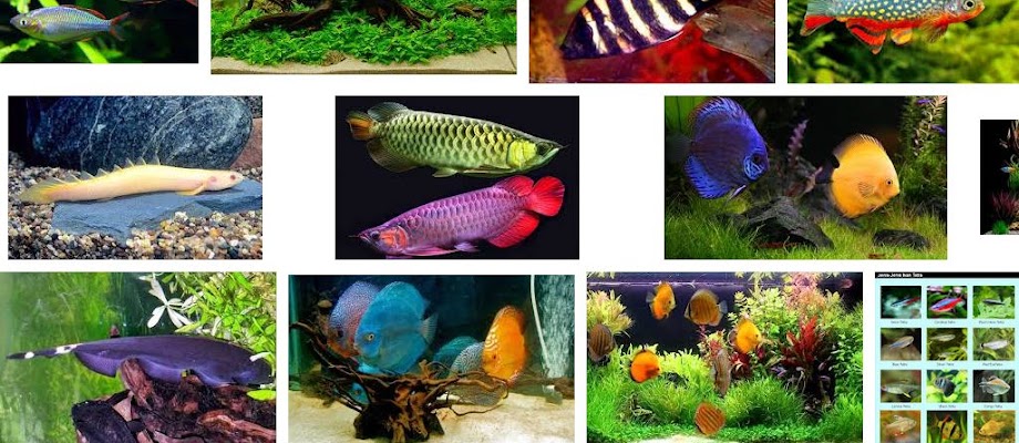 Jenis Ikan Air Tawar Hias Terlengkap dari A-Z dan Gambarnya