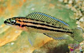 Ciclido Julidochromis Dickfeldi Ciclido Julidochromis Dickfeldi