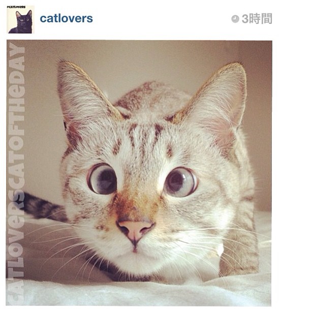 Kedimin Hobi Defteri Şaşı Kediİnstagram..))