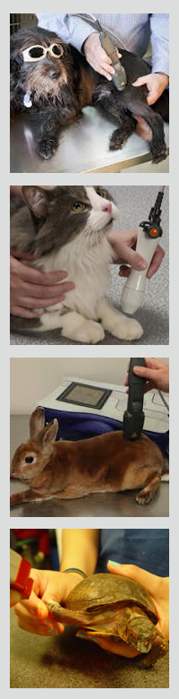 Laser Terapia nel Cane e nel Gatto