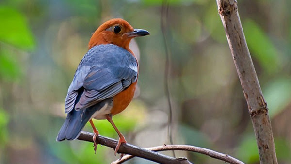 Perawatan Burung Anis Merah Tanpa Voer Biar Bisa Ngeplong
