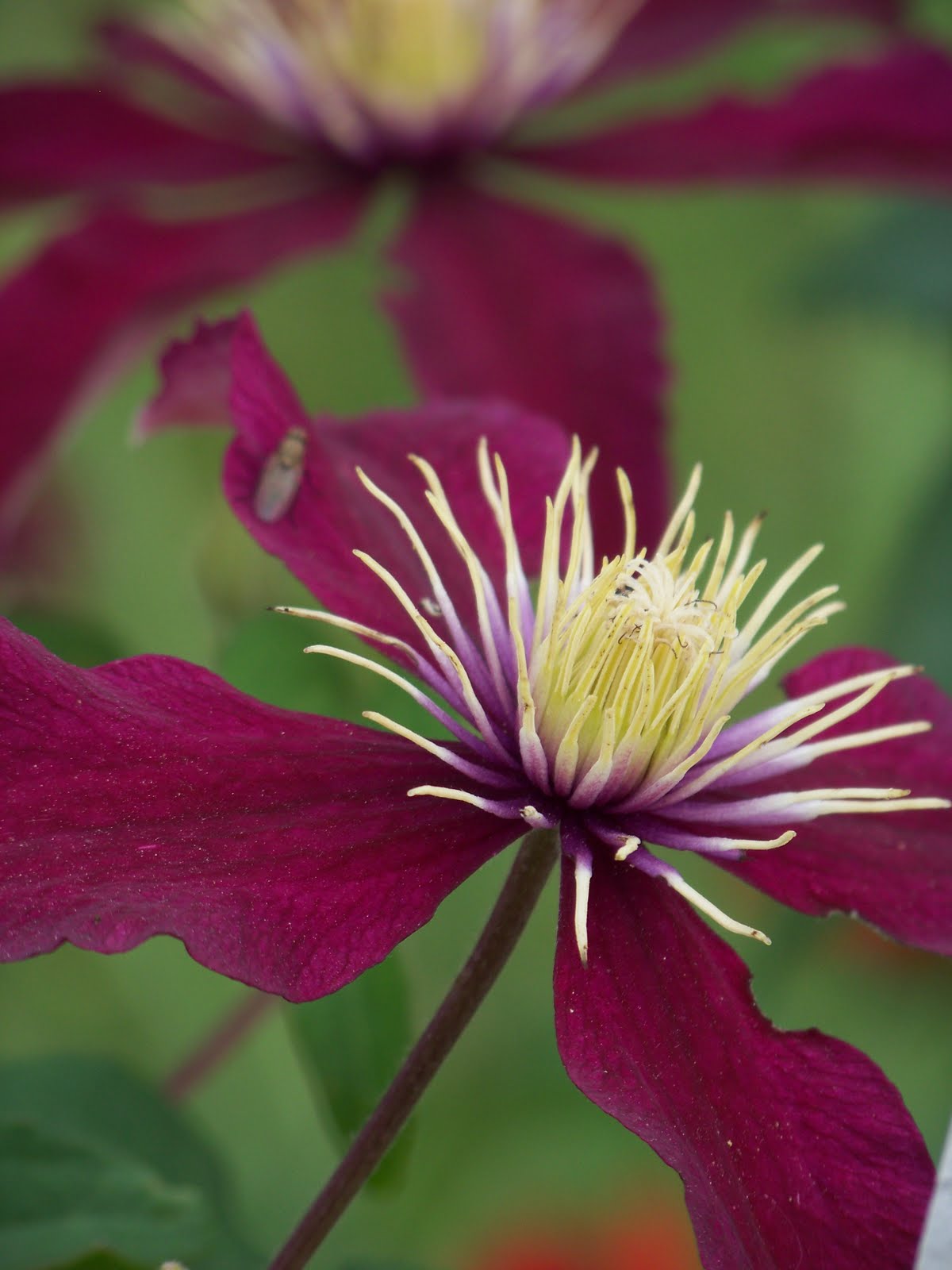 I Love My Garden: Clematis Photos- Best of 2011: Part 1