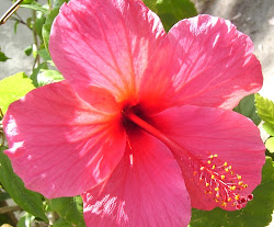 flowers hawaiian flower wallpapers hawaii pink hibiscus amazing tropical pretty roses funny hawaiin tattoos party popular exotic colours flores spring