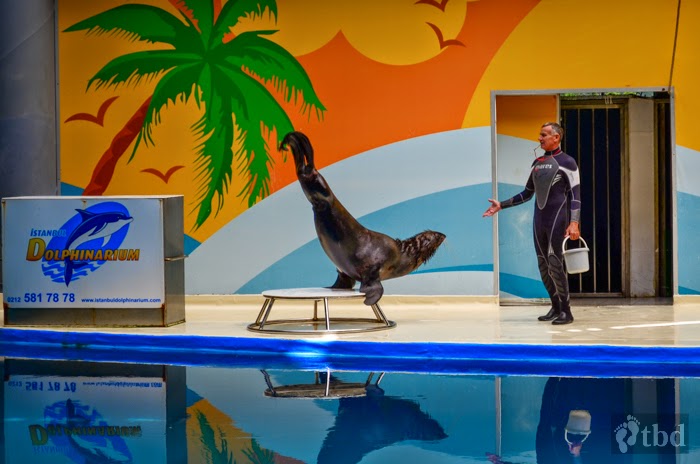 Istanbul for Children: Istanbul Dolphinarium - Traveling by default.