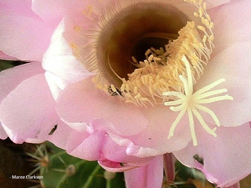 Hedgie's Nature Journal Cactus flower closeup (Echinopsis)