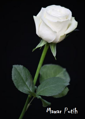  Mawar  Putih 