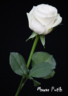  Mawar  Putih Arti Bunga  Mawar  Putih
