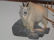 Mounted Mountain Goat