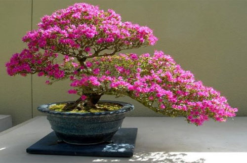 6 Cara Mudah Merawat Bunga Bougenville Agar Cepat Berbunga Bonsai bunga/kembang kertas atau banyak juga yang menyebutnya bonsai bougenville (bonsai bugenvil) merupakan tanaman hias berbunga indah dan warna warni. 6 cara mudah merawat bunga bougenville